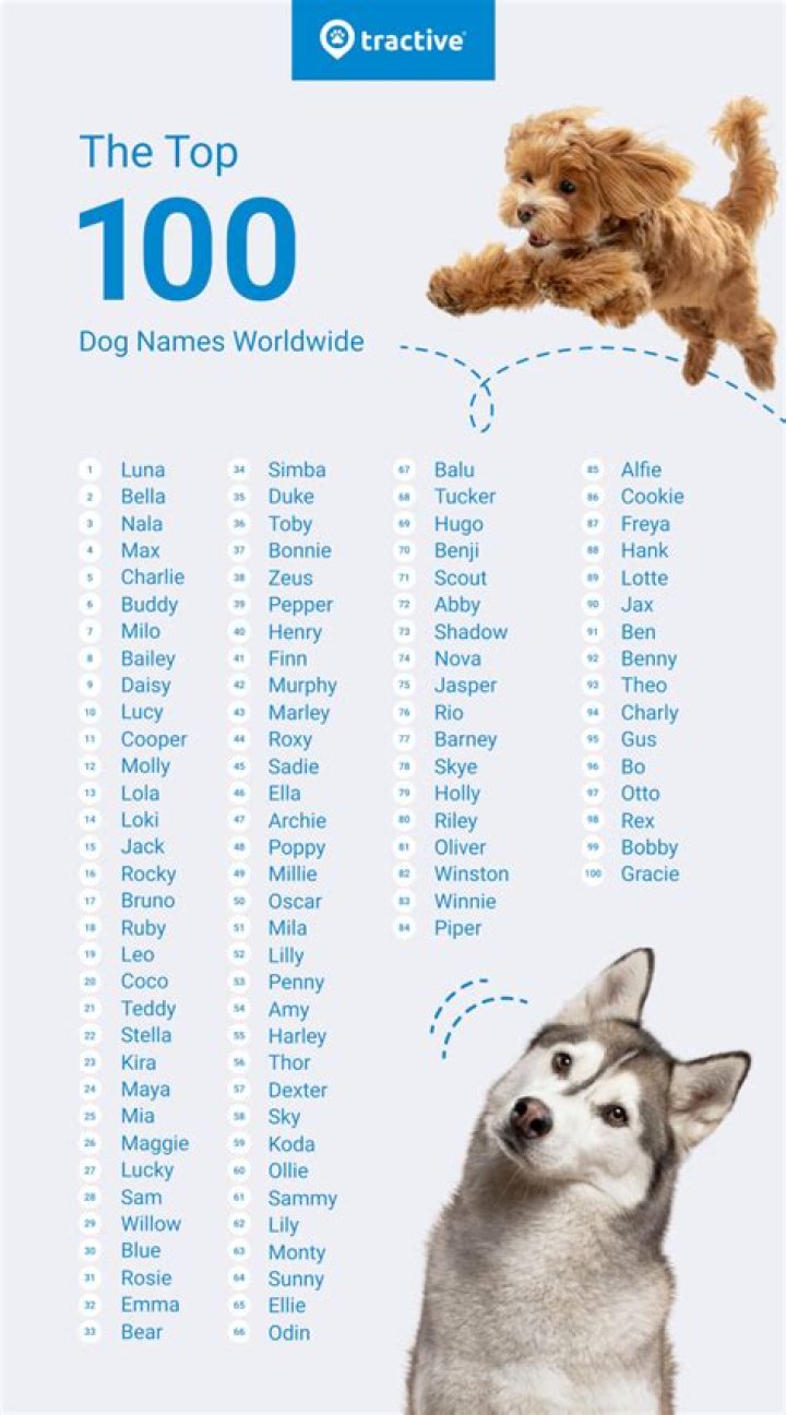 100+ Dog Names That Start With A