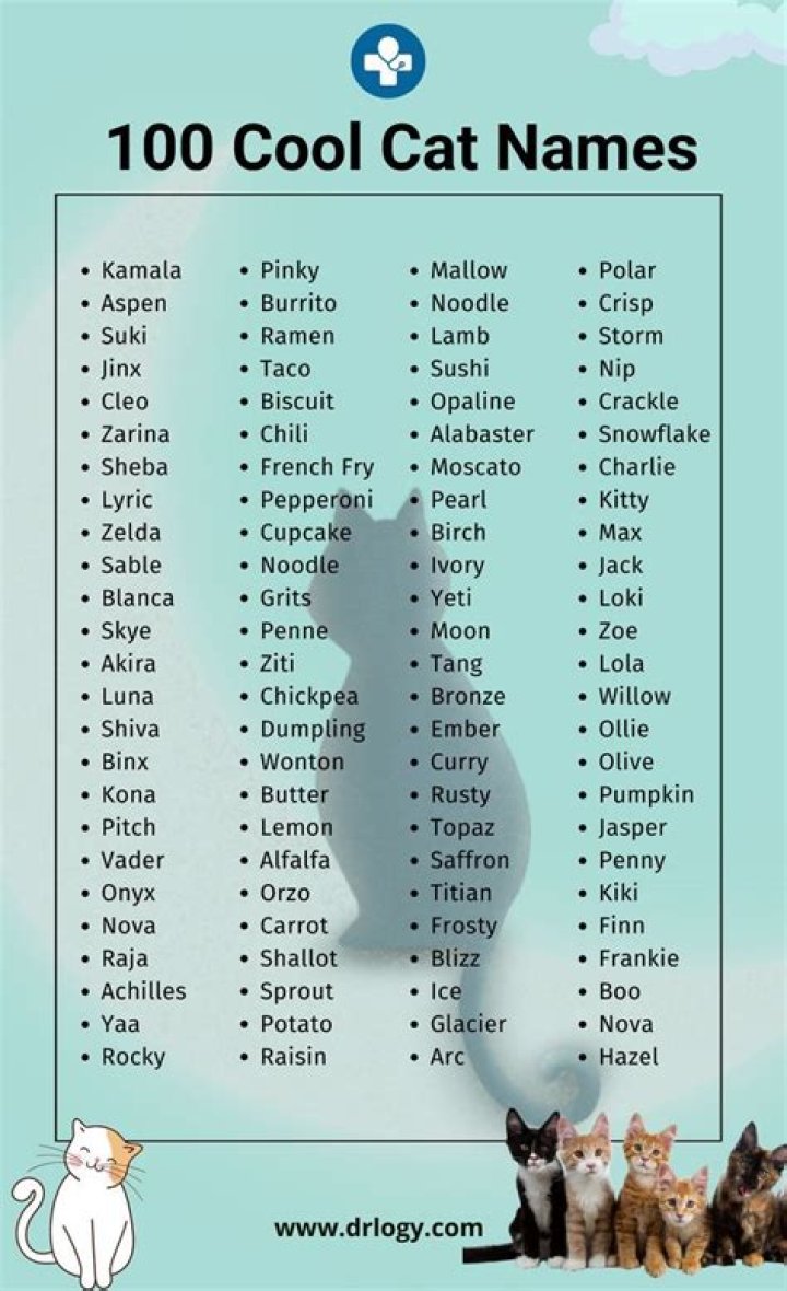 100+ Sphynx Cat Names With Meanings