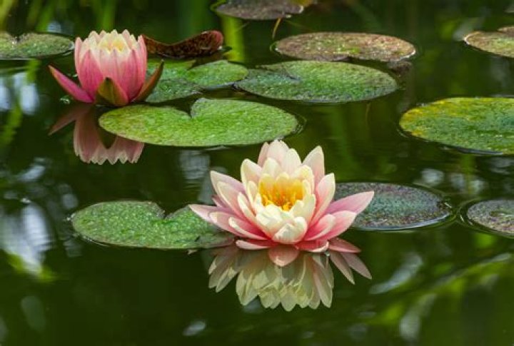 12 Surprising Facts About Water Lily