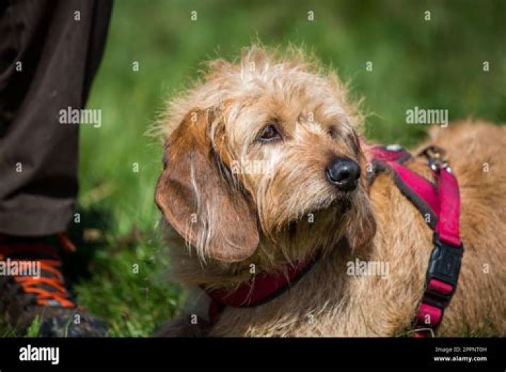 13 Enigmatic Facts About Styrian Coarse-haired Hound