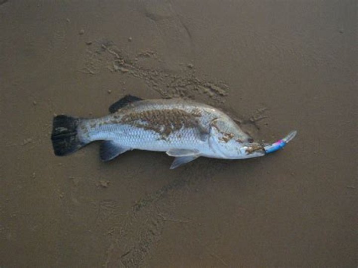 13 Facts About Barramundi - Facts.net