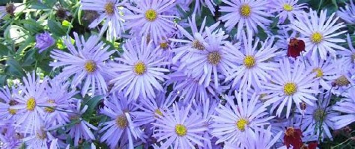 13 Mind-blowing Facts About Aster