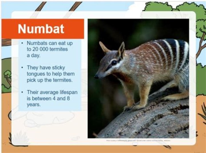 14 Facts About Numbat - Facts.net