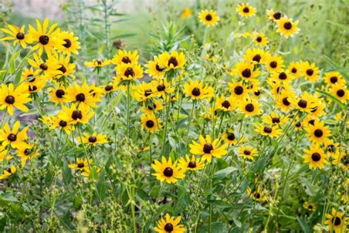 15 Unbelievable Facts About Black-Eyed Susan