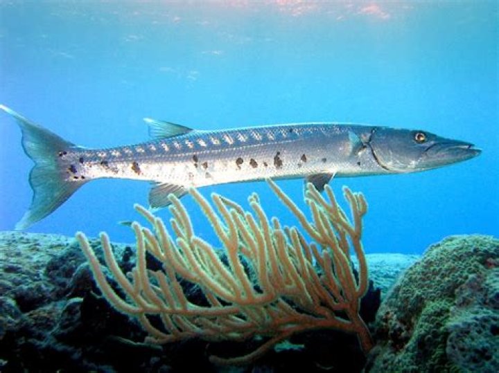 16 Facts About Barracudas - Facts.net
