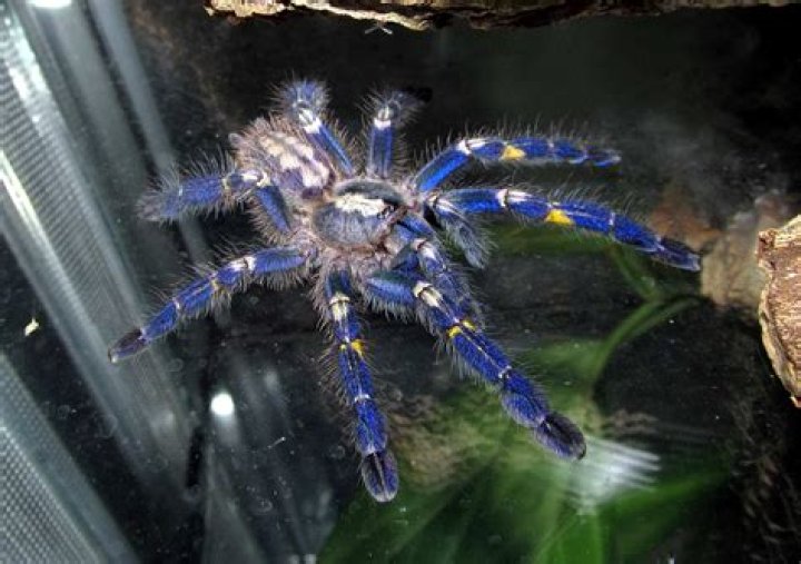 16 Surprising Facts About Metallic Tree Spider