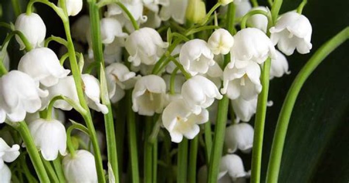 18 Astonishing Facts About Madonna Lily