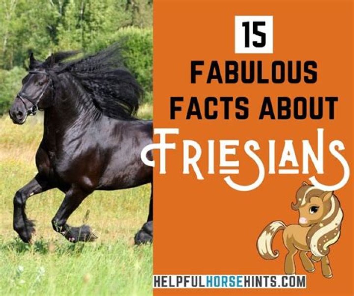 18 Facts About Friesians - Facts.net