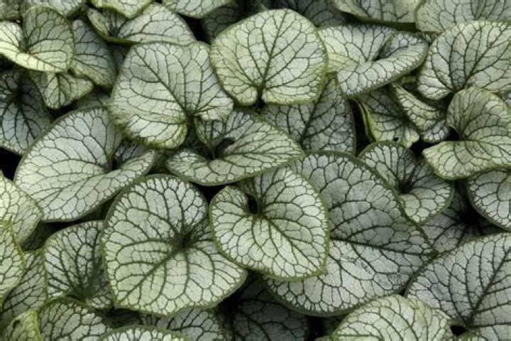 18 Fascinating Facts About Brunnera