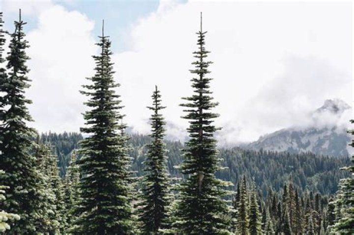 20 Facts About Evergreen Trees