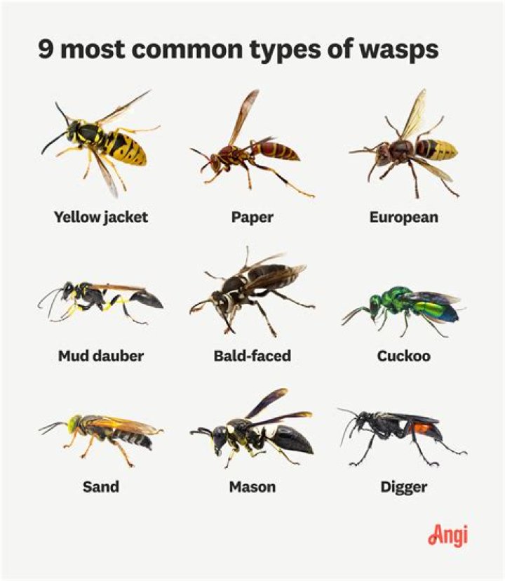 20 Types of Wasps: Characteristics, Habitats and More