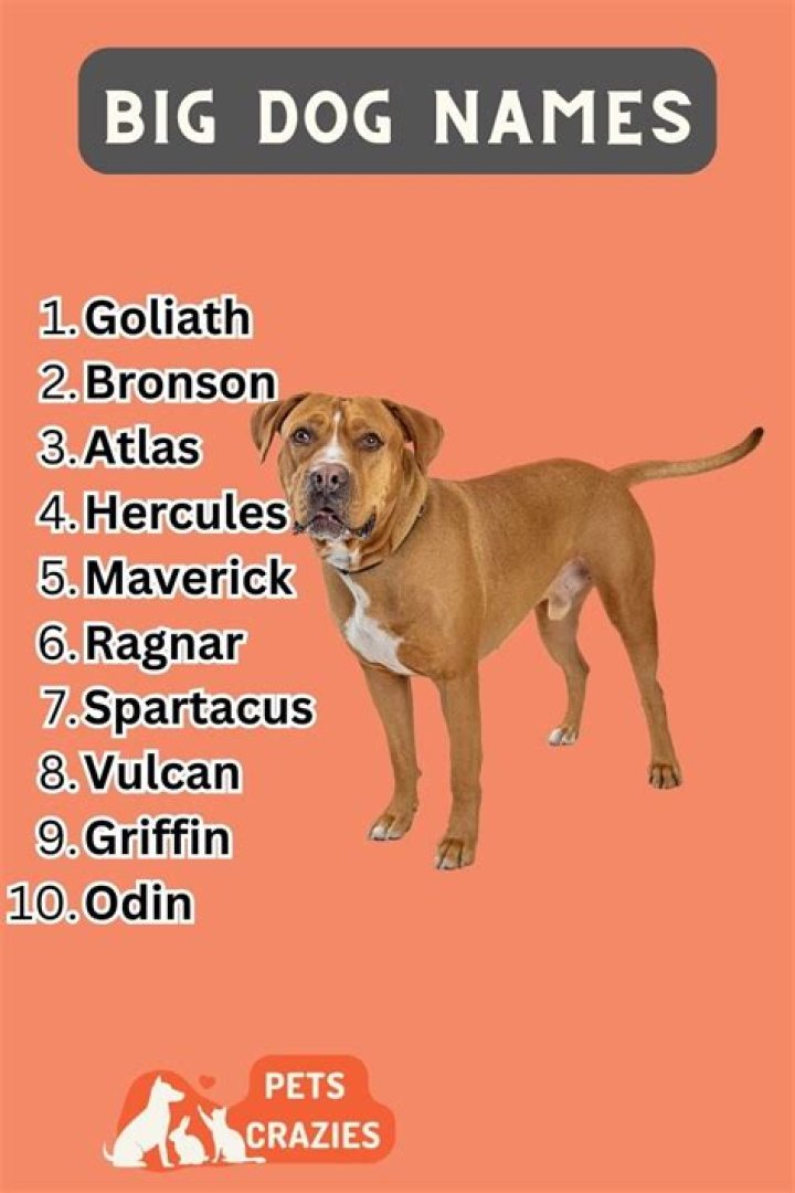 200+ Big Dog Names