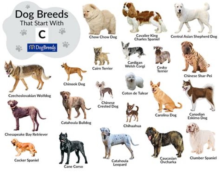 200+ Dog Names That Start With K