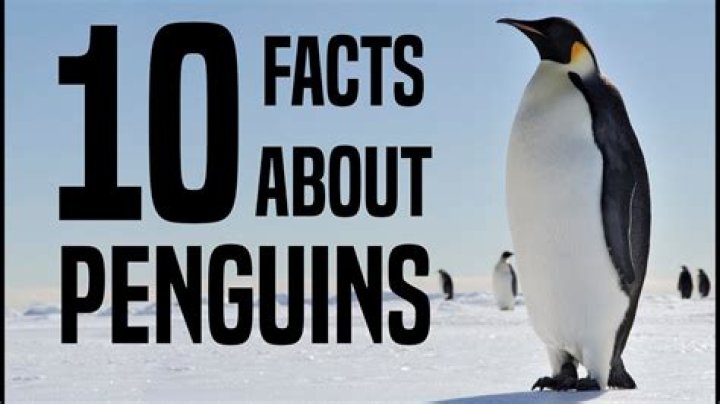 25 Best Disturbing Facts About Penguins