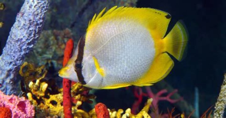 40 Butterflyfish Facts Too Beautiful To Miss