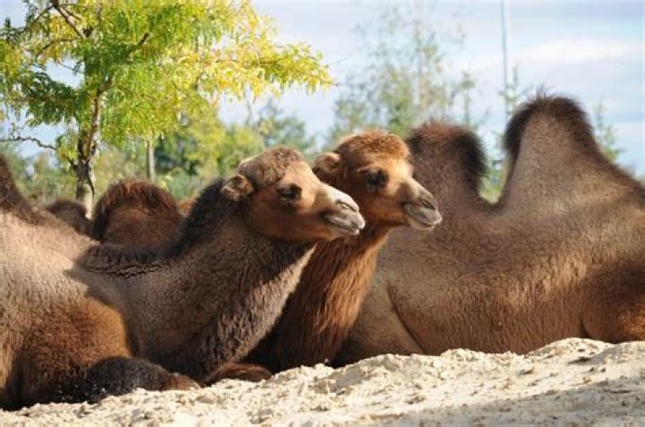50 Amazing Camel Facts About This Unique Animal