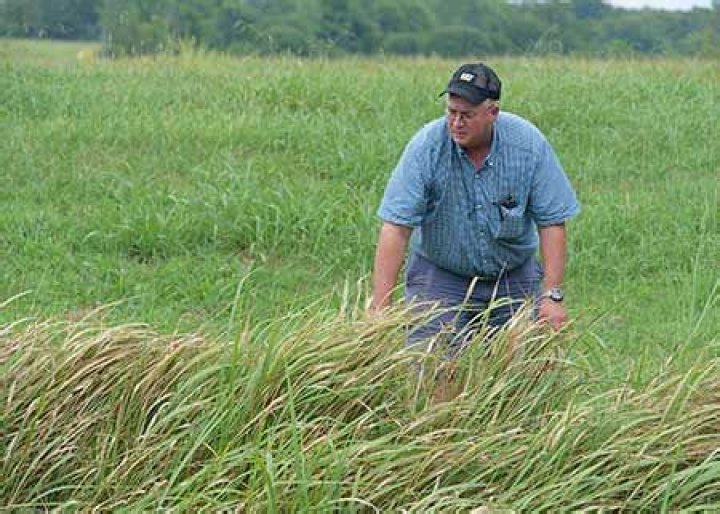 Actively battle invasive cogongrass in the state