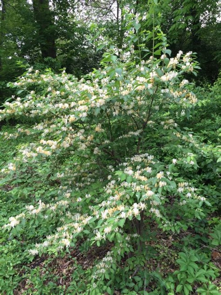 Amur honeysuckle | Mississippi State University Extension Service