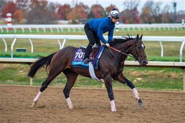 Analyzing the horses in the Preakness field: Favorites, contenders, and pretenders