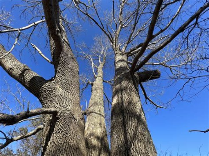 Bug could make Georgia ash trees extinct