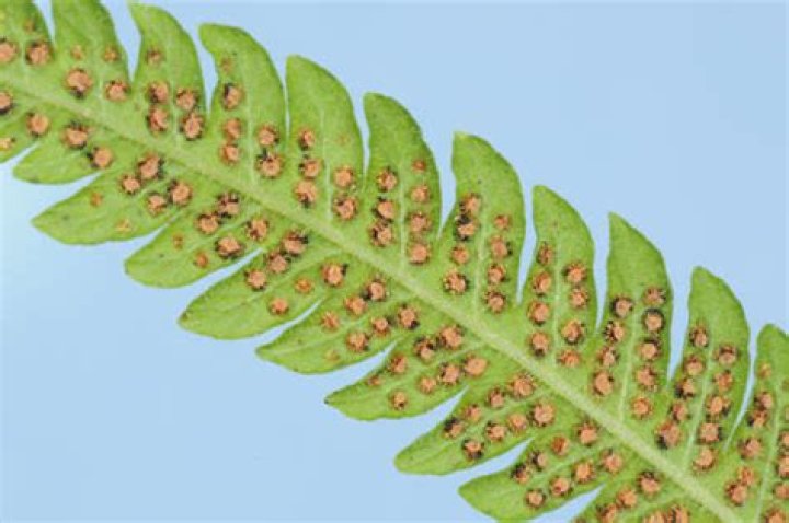 Bumps on Fern Leaves Vol. 9, No. 20