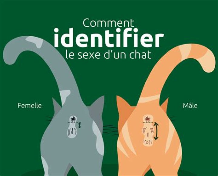 Comment savoir l'âge d'un chat ? Toutes les explications