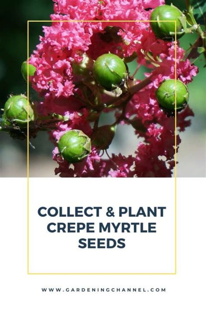 Crape myrtle seed easy to plant