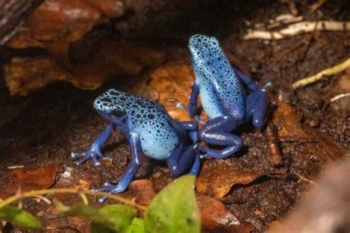 Découvrez le top 10 des grenouilles les plus venimeuses du monde