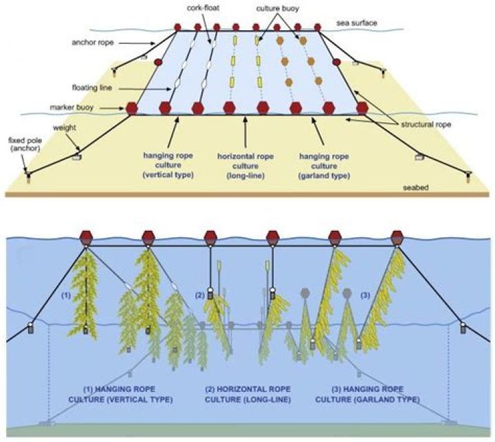 digestion of seaweed | School of Engineering