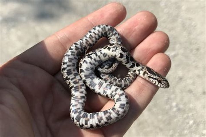 Eastern kingsnake gets special attention in Atlanta