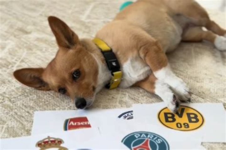El fenómeno viral que arrasa en redes: Steph Furry, el perro adivino de los partidos de Champions League