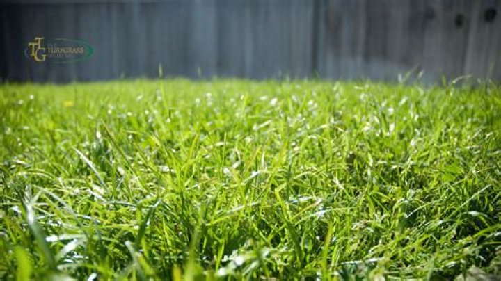 Establishing Hybrid Bermudagrass in Mississippi