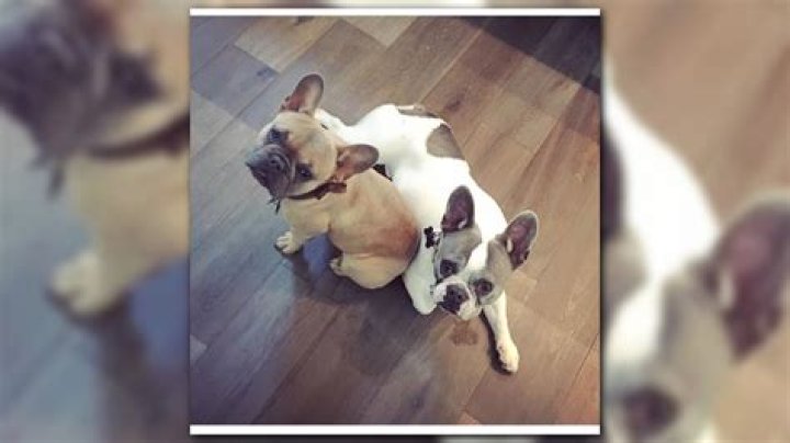 French Bulldogs, cash stolen from Buckhead boarding facility