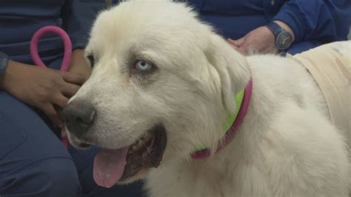 Georgia dog, Casper, in the running for people's choice