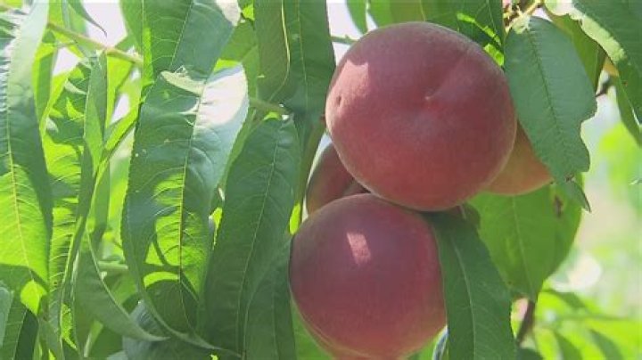 Georgia peach crop loss | Disaster designation