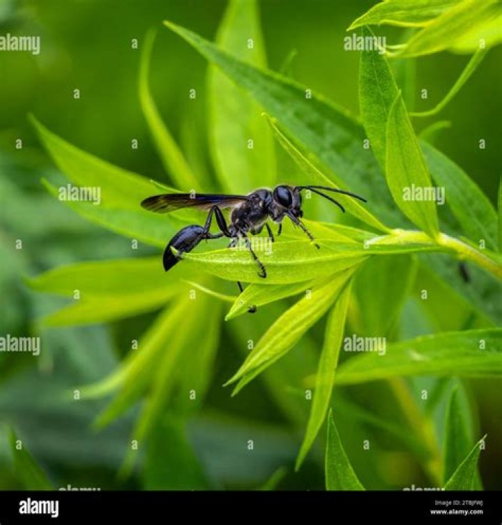 Grass-carrying Wasp, Vol. 8, No. 7