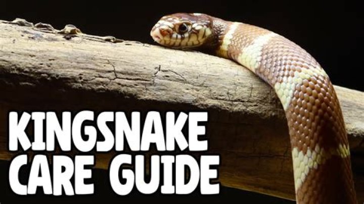 How To Care For A California King Snake
