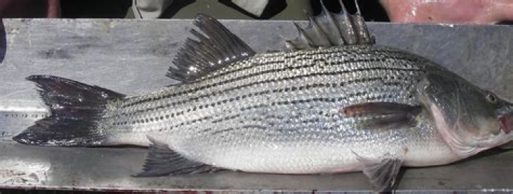 Hybrid Striped Bass | Mississippi State University Extension Service
