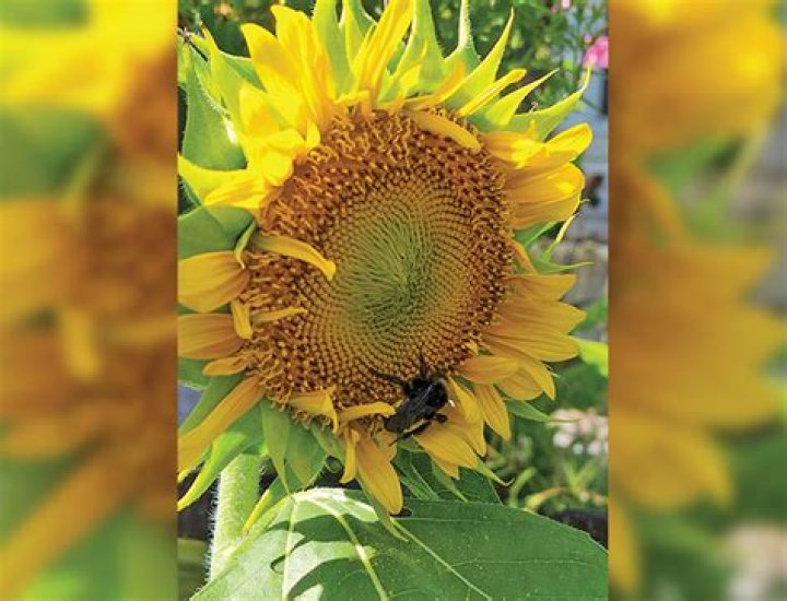 It is not too late to enjoy growing fall sunflowers