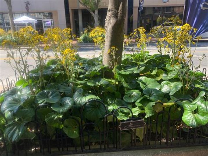 Leopard plant is made for the shade