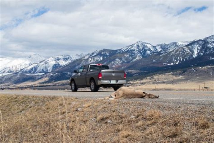Montana trooper finds roadkill deer with attached 'get well soon' balloon