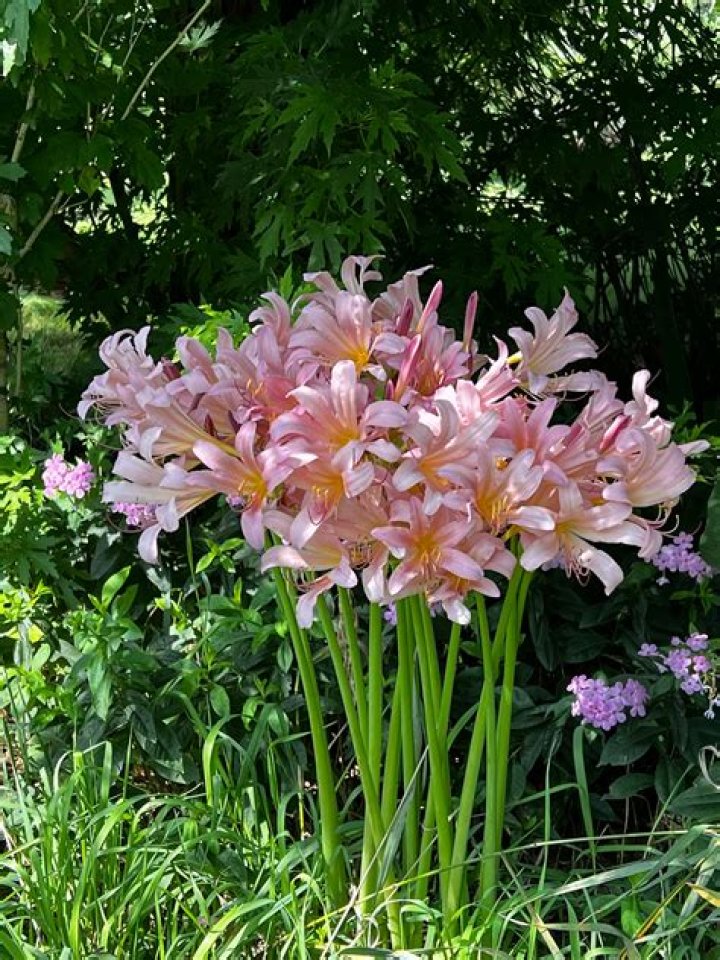 Naked Ladies, Hurricane Lilies Make Garden News