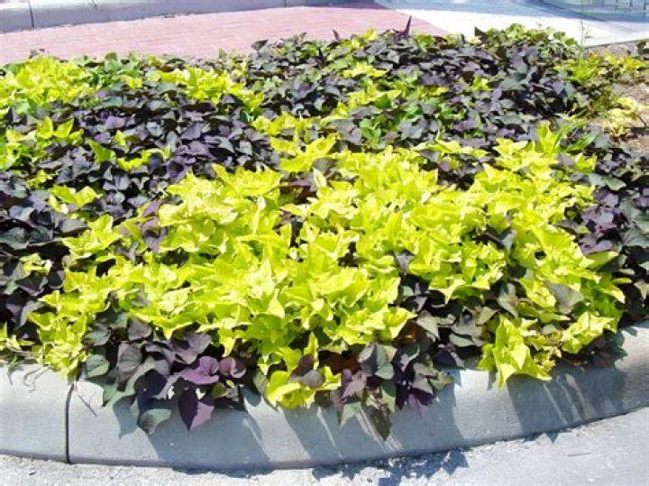 Ornamental sweet potato vines make carpet of color