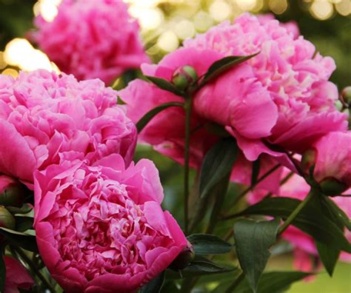 Peonies need loose soil and summer sun protection