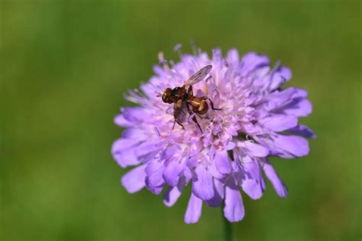 Por qué aparecen las hormigas voladoras en otoño y qué tiene que ver con la lluvia