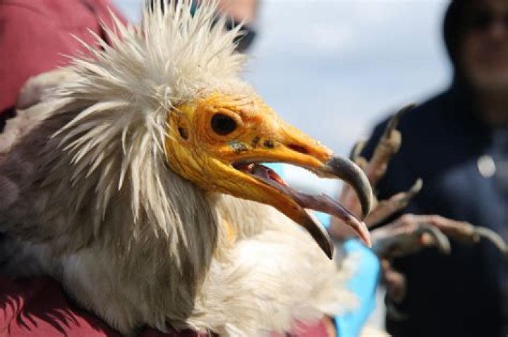 Project Delirium - Vulture
