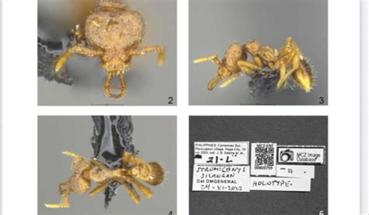 Scientists Discover New Ant Species