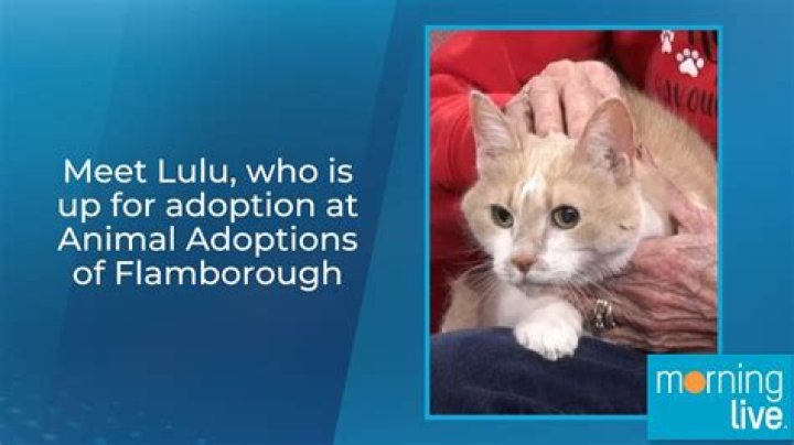 	Shocking News! Gwen Todd Obituary Animal Adoptions of Flamborough Mourns the Loss of Fabulous Long	