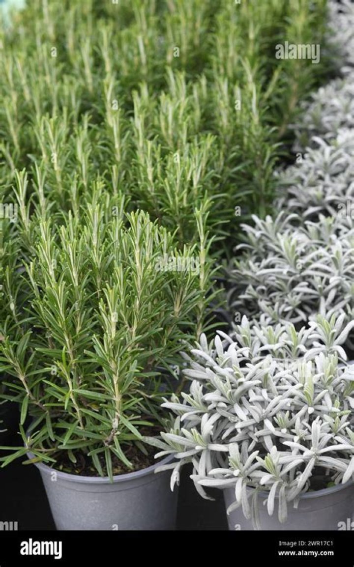 Shortage of rosemary and lavender imminent as import ban is considered because of disease sweeping Europe