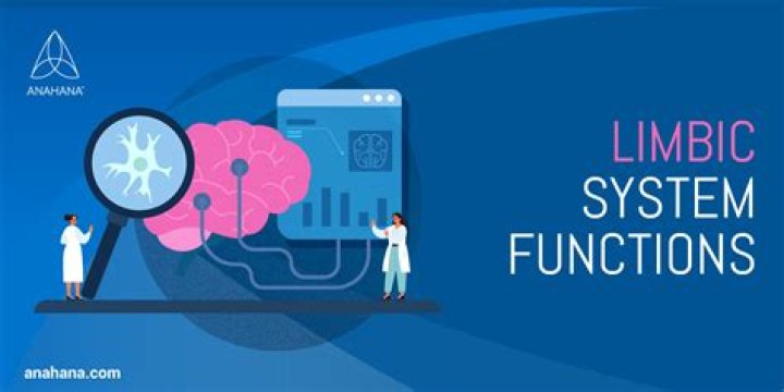 Sistema límbico - Función, definición, localización, estructura